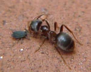 Le formiche rimangono affascinanti per la loro capacità di collaborare e di difendere il loro territorio
