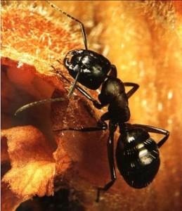Il primo passo per la disinfestazione formiche è identificare l'origine dell'infestazione