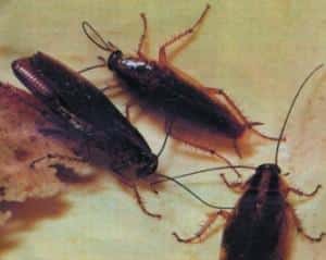 Dove si annidano gli scarafaggi in casa