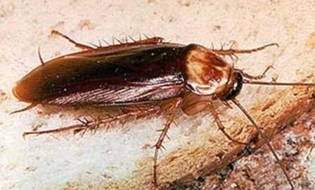 invazione di Blatte e scarafaggi