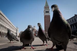 Difendersi dai piccioni: approcci efficaci per proteggere gli ambienti urbani