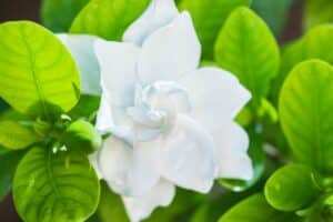 Grazioso fiore di Gardenia