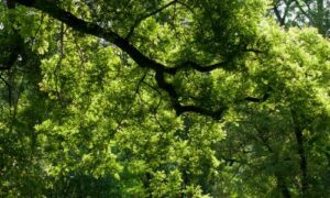 A causa della sua bella chioma e della spettacolare colorazione autunnale delle foglie, il frassino è spesso piantato come albero ornamentale in parchi, giardini e strade