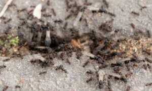Alcune erbe possono fungere da repellenti naturali per le formiche