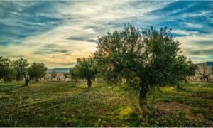 Ancora oggi, l'olivo è considerato un simbolo di pace, saggezza, longevità e prosperità