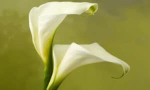 Calla bianca (Zantedeschia aethiopica) È la varietà più comune e riconoscibile, caratterizzata da fiori bianchi e foglie a forma di cuore di colore verde intenso