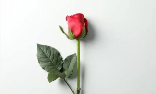 Ci sono rose con petali singoli, dette semplici, che presentano una fila di petali intorno al ricettacolo