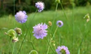 Conosciuta anche come scabiosa caucasica, questa pianta presenta steli eretti che portano bellissimi fiori, attrattivi per api e farfalle