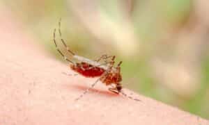Dal punto di vista morfologico, le zanzare hanno un corpo allungato, un solo paio di ali trasparenti, zampette esili e antenne lunghe