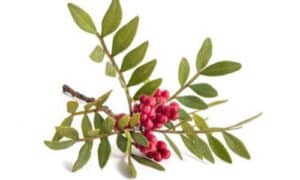 Dalle sue radici nell'antichità, questa pianta ha continuato a essere una risorsa preziosa per le comunità mediterranee, sia per scopi culinari che medicinali