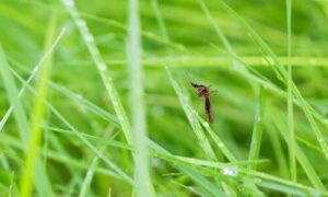 È fondamentale conoscere l'ambiente in cui vivono e si riproducono le zanzare, così come le diverse tipologie di acqua in cui si sviluppano le larve
