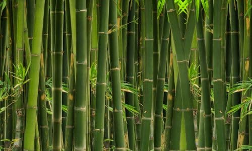 Esistono diverse specie di bambù, alcune delle quali possono raggiungere altezze sorprendenti, come il bambù gigante che può superare i 30 metri