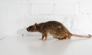 Febbre emorragica con sindrome renale è una patologia che i topi possono assolutamente trasmettere all'uomo