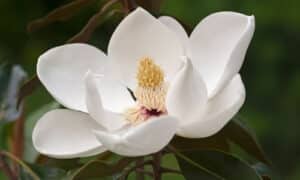 Giardinaggio magnolia