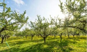 Gli alberi di Malus, noti anche come meli da fiore o meli ornamentali, sono una delle scelte preferite per gli amanti del giardinaggio