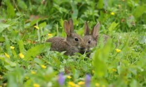 I conigli amano rosicchiare gli alberelli teneri ed uno dei sistemi migliori per bloccarli è quello di coprire gli alberelli con un pezzo di tubo di plastica