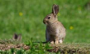 I conigli che vivono nel proprio ambiente naturale, arrivano fino a 1-3 anni e solitamente solo 3-4 anni in cattività