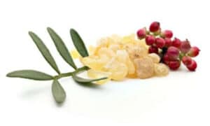 I frutti del Lentisco sono stati utilizzati per produrre una resina aromatica nota come mastic