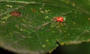 I ragnetti rossi sono predatori voraci e si nutrono di una vasta gamma di insetti, compresi mosche, moscerini, falene e altri piccoli insetti