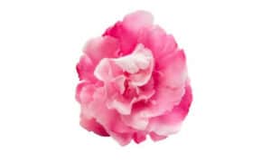 Oleandro caratteristiche - I suoi fiori vistosi sono popolari come fiori da taglio in composizioni floreali e bouquet