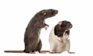 I topi possono costituire una seria minaccia per l'uomo anche in modo indiretto, ovvero contaminando degli alimenti