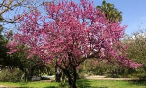 Il Siliquastro è facilmente riconoscibile per i suoi spettacolari fiori rosa che sbocciano direttamente sui rami e talvolta sul tronco