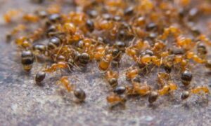 Il borace è un minerale naturale che può essere utilizzato per creare trappole efficaci contro le formiche
