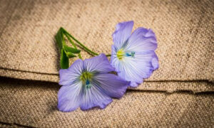 Il fiore di lino si distingue per la sua bellezza delicata e la sua versatilità