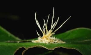 Il fungo responsabile  di questa malattia è il Phytophthora cactorum e si trova nei terricci e si diffonde tramite l’uomo e l’acqua e anche animali come nematodi
