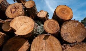 Il legno di castagno è stato tradizionalmente utilizzato per la costruzione di mobili, strutture agricole e recinzioni