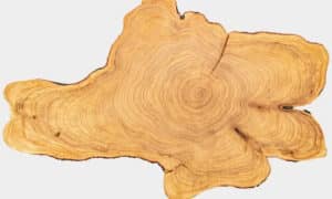 Il legno di cipresso è noto per la sua capacità di resistere agli insetti e alla decomposizione