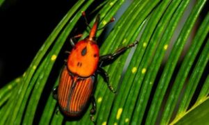 Il punteruolo rosso è un insetto molto aggressivo che depone le uova sulla base delle foglie della palma