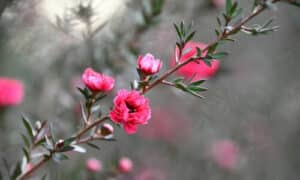 Il tamerice produce piccoli fiori di solito di colore rosa o bianco