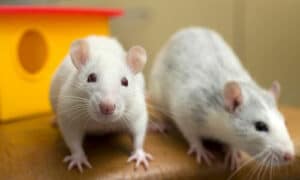 Il topo domestico, è un piccolo mammifero roditore molto diffuso in tutto il mondo