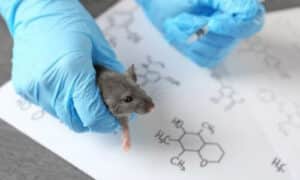 Il topo domestico ha un posto di rilievo nella ricerca scientifica