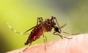 In tutto il mondo, esistono più di 2.000 specie di zanzare