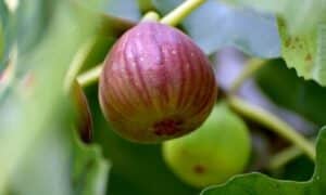 L'Albero di Fico Un'Icona della Natura Che Incanta con i Suoi Frutti Dolci