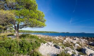 L'Albero di Leccio un simbolo di resistenza e bellezza nella natura mediterranea