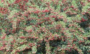 L'Albero di Lentisco è un arbusto o un piccolo albero sempreverde che può raggiungere un'altezza di circa 2-5 metri