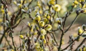 La capacità dell'albero di salicone di sopravvivere in una vasta gamma di condizioni ambientali è dovuta alla sua notevole resistenza e alla sua capacità di tollerare il freddo