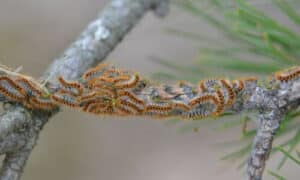 La processionaria è una specie di lepidottero che nidifica sull'albero ospite