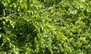 L'adattabilità dell'albero di bagolaro lo rende una presenza frequente in diversi habitat