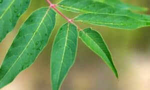 L'albero di Ailanto, scientificamente noto come Ailanthus altissima, è una pianta originaria della Cina e dell'Asia orientale