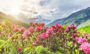 L'albero di Rhododendron incarna la bellezza e il mistero dei boschi montani
