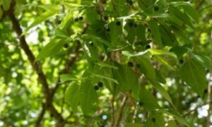 L'albero di bagolaro è molto più di un semplice elemento dell'ambiente naturale; rappresenta un connubio di storia, bellezza, adattabilità ecologica e significato culturale