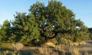 L'albero di carrubo è un tesoro mediterraneo che va oltre il suo ruolo alimentare e culturale