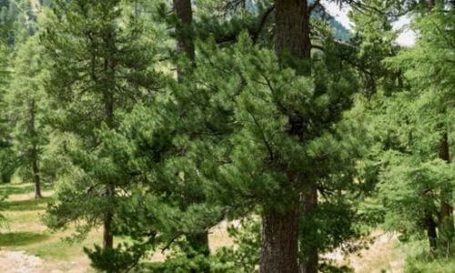 L'albero di cirmolo svolge un ruolo ecologico importante nelle foreste alpine