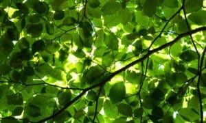 L'albero di faggio affronta sfide significative e richiede una gestione sostenibile e una conservazione attenta per assicurare la sua continuità nel tempo