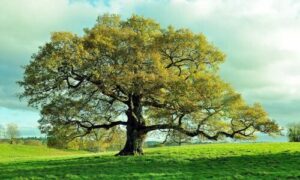 L'albero di farnia è una quercia decidua, appartenente alla famiglia delle Fagacee