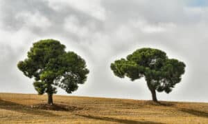 L'albero di leccio è diffuso principalmente nelle regioni mediterranee, comprese l'Europa meridionale, l'Africa settentrionale e alcune parti dell'Asia occidentale